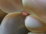 Bubblecoral Shrimp